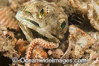 Jawfish removing Bristle Worm from burrow Photo - MIchael Patrick O'Neill