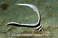 Spotted Drum Equetus lanceolatus Photo - Michael Patrick O'Neill
