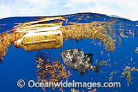 Triggerfish swimming with floiating garbage Photo - Michael Patrick O'Neill