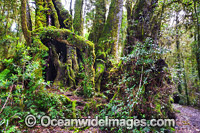 Antarctic Beech Trees Lamington National Park Photo - Gary Bell
