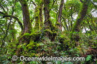 Antarctic Trees Lamington National Park Photo - Gary Bell