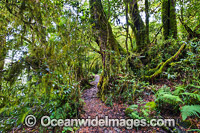 Border Track Lamington National Park Photo - Gary Bell