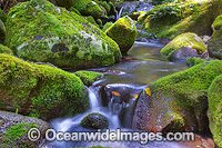 Rainforest Stream Lamington National Park Photo - Gary Bell