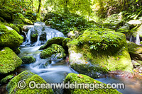 Rainforest Stream Lamington National Park Photo - Gary Bell