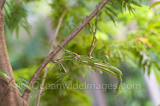 Goliath Stick Insect Eurycnema goliath photo Goliath Stick Insect Eurycnema goliath photo