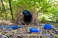 Satin Bowerbird male in bower Photo - Gary Bell