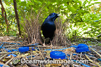 Satin Bowerbird male in bower Photo - Gary Bell