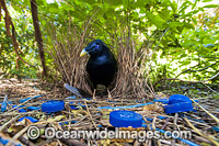 Satin Bowerbird male in bower Photo - Gary Bell