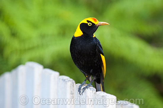 Regent Bowerbird on fence photo Regent Bowerbird on fence photo