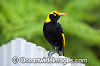 Regent Bowerbird on fence Photo - Gary Bell
