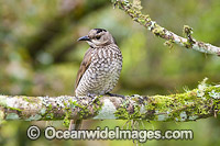 Regent Bowerbird female Photo - Gary Bell