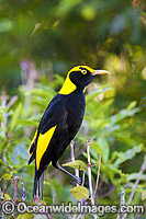 Regent Bowerbird male Photo - Gary Bell