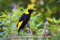 Regent Bowerbird male Photo - Gary Bell