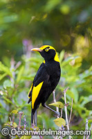 Regent Bowerbird male Photo - Gary Bell