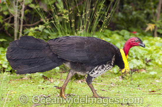 Australian Brush Turkey breeding male photo