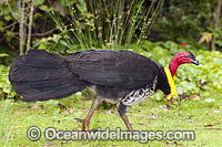 Australian Brush Turkey breeding male Photo - Gary Bell