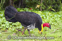 Australian Brush Turkey with breeding wattle Photo - Gary Bell