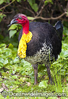 Australian Brush Turkey breeding male Photo - Gary Bell