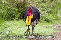 Australian Brush Turkey with breeding wattle Photo - Gary Bell