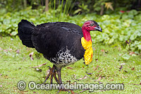 Australian Brush Turkey breeding male Photo - Gary Bell