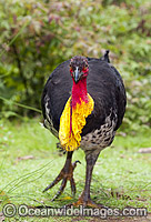 Australian Brush Turkey with breeding wattle Photo - Gary Bell
