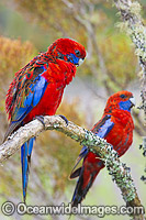 Crimson Rosella Photo - Gary Bell