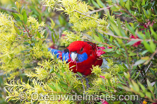 Crimson Rosella photo