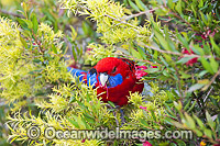 Crimson Rosella Photo - Gary Bell