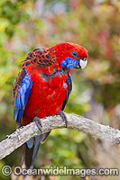 Crimson Rosella Photo - Gary Bell