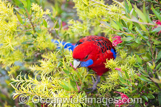 Crimson Rosella eating flowers photo Crimson Rosella eating flowers photo