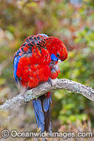Crimson Rosella Photo - Gary Bell