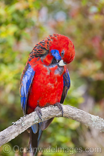Crimson Rosella preening photo