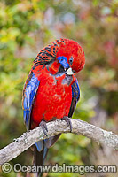 Crimson Rosella preening Photo - Gary Bell