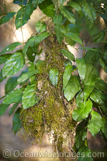 Yellow-throated Scrubwren nest photo