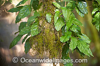 Yellow-throated Scrubwren nest Photo - Gary Bell