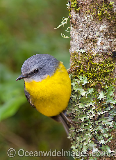 Eastern Yellow Robin photo