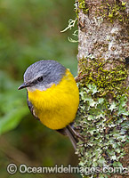 Eastern Yellow Robin Photo - Gary Bell
