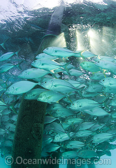 Big-eye Trevally around jetty pylons photo Big-eye Trevally around jetty pylons photo