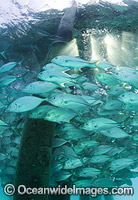 Big-eye Trevally around jetty pylons Photo - Gary Bell