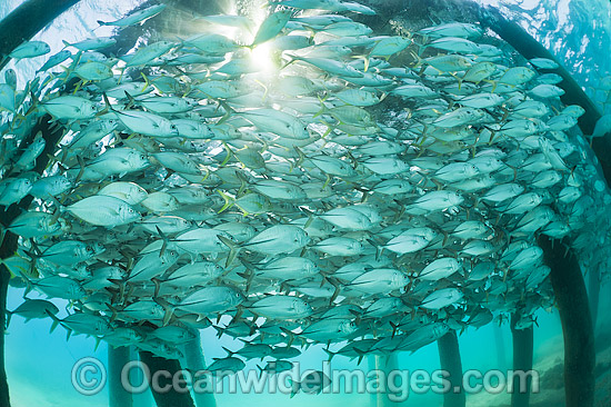 Big-eye Trevally under jetty photo Big-eye Trevally under jetty photo