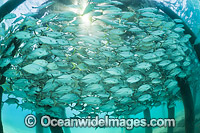 Big-eye Trevally under jetty Photo - Gary Bell