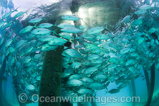 Big-eye Trevally under jetty photo Big-eye Trevally under jetty photo
