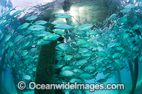 Big-eye Trevally under jetty Photo - Gary Bell