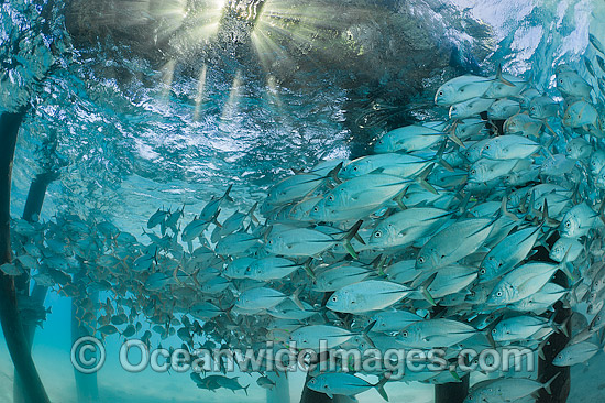 Big-eye Trevally around jetty pylons photo Big-eye Trevally around jetty pylons photo