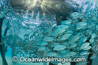 Big-eye Trevally around jetty pylons Photo - Gary Bell