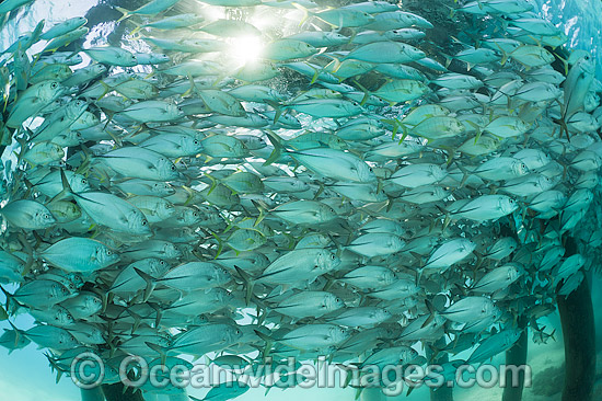 Fish under Jetty Heron Island photo Fish under Jetty Heron Island photo