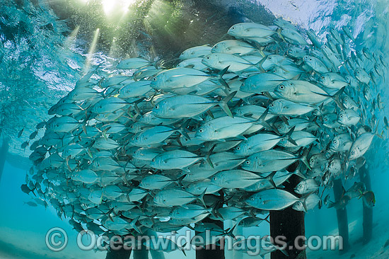 Big-eye Trevally under jetty photo Big-eye Trevally under jetty photo