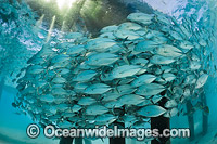 Big-eye Trevally under jetty Photo - Gary Bell