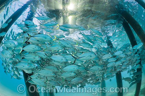 Trevally under jetty Heron Island photo Trevally under jetty Heron Island photo