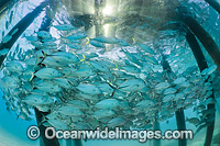 Trevally under jetty Heron Island Photo - Gary Bell